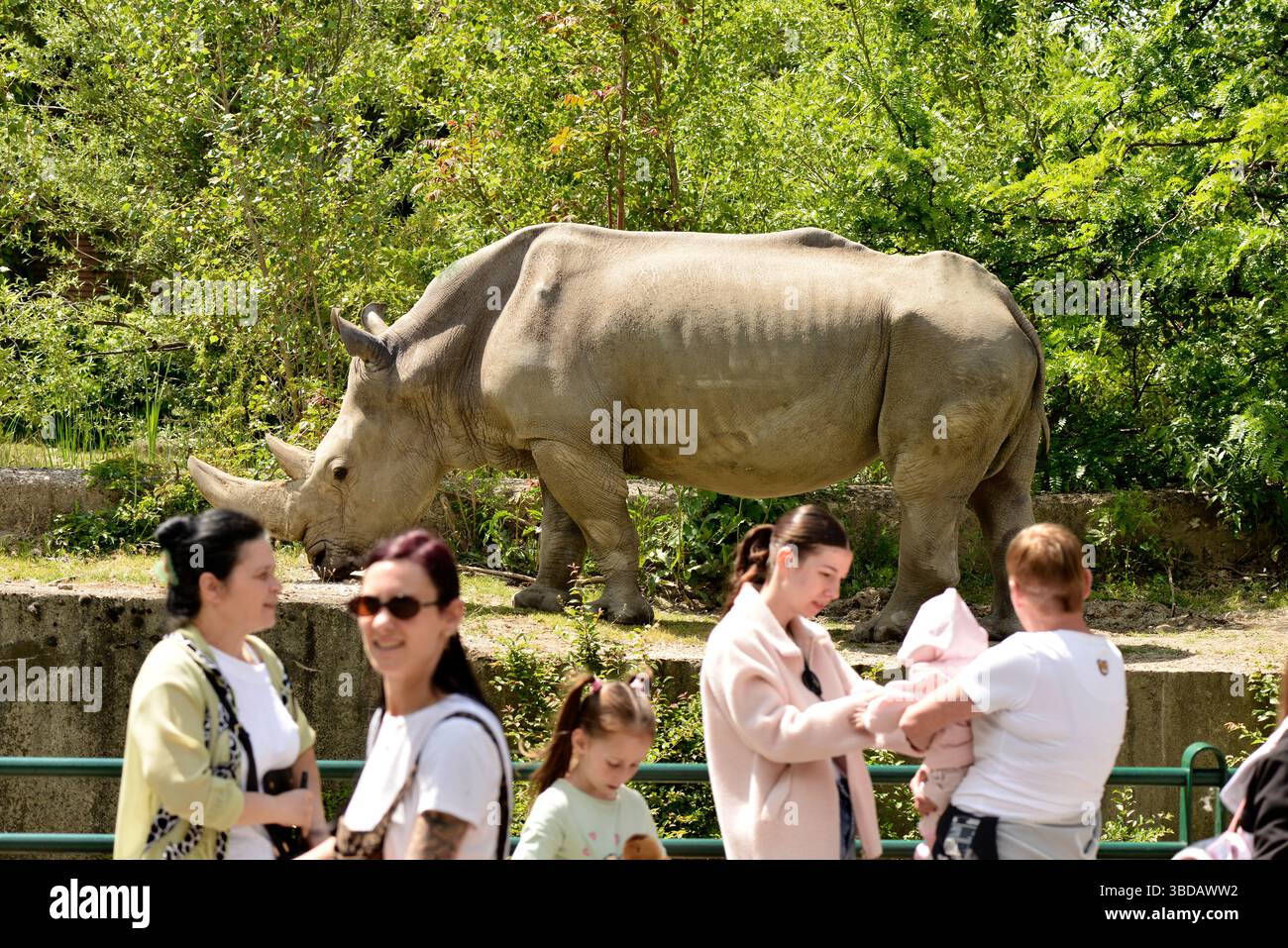 Rinoceronte bianco maschile Ceratotherium simum, una specie in via di estinzione, osservata dai visitatori allo zoo di Sofia, Bulgaria, Europa orientale, Balcani, UE Foto Stock Rinoceronte bianco maschile Ceratotherium simum, una specie in via di estinzione, osservata dai visitatori allo zoo di Sofia, Bulgaria, Europa orientale, Balcani, UE Foto Stock