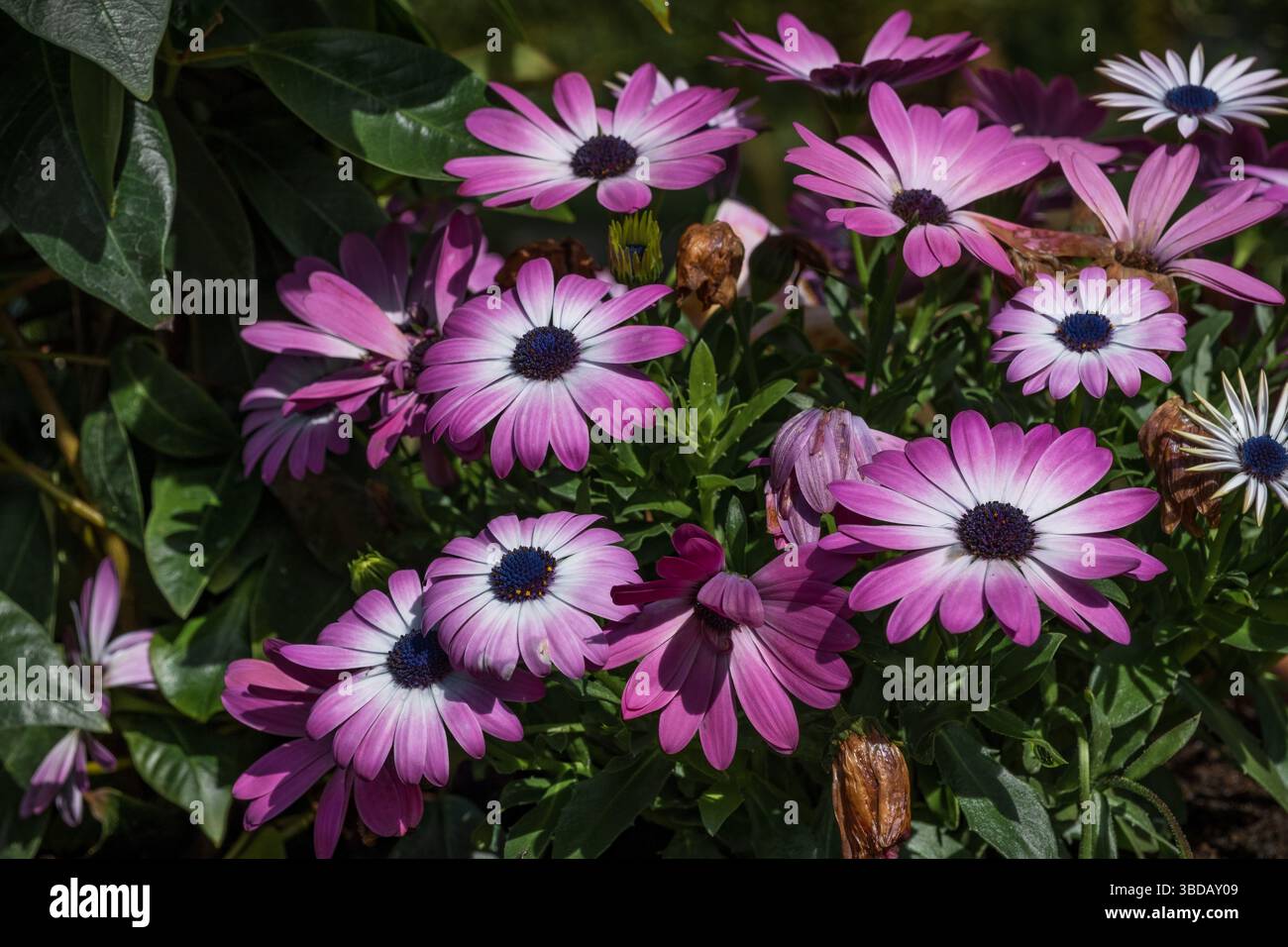 Fiori di margherite africane viola che fioriscono Foto Stock