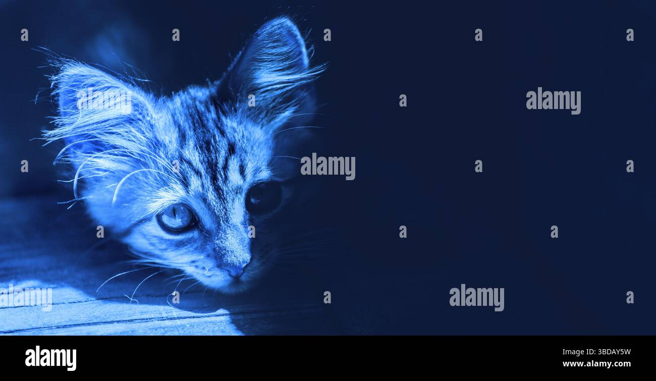 Colorato blu divertente ritratto del volto di un simpatico gattino nell'ombra Foto Stock