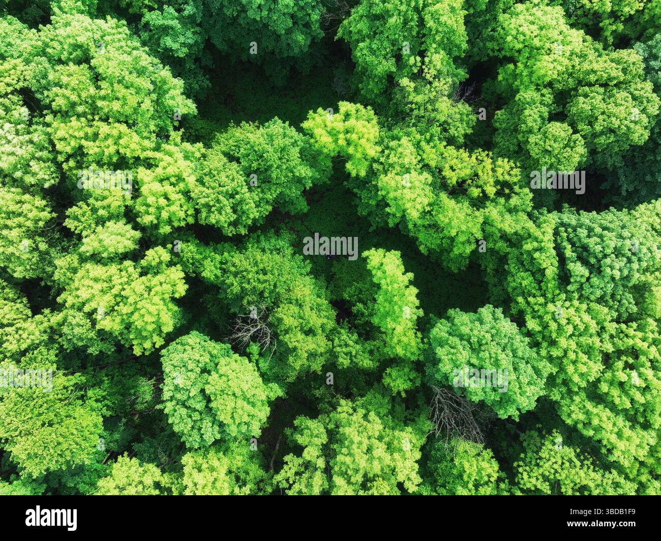 vista aerea dall'alto verso il basso di una foresta verde, vista sul drone, sfondo verde naturale Foto Stock