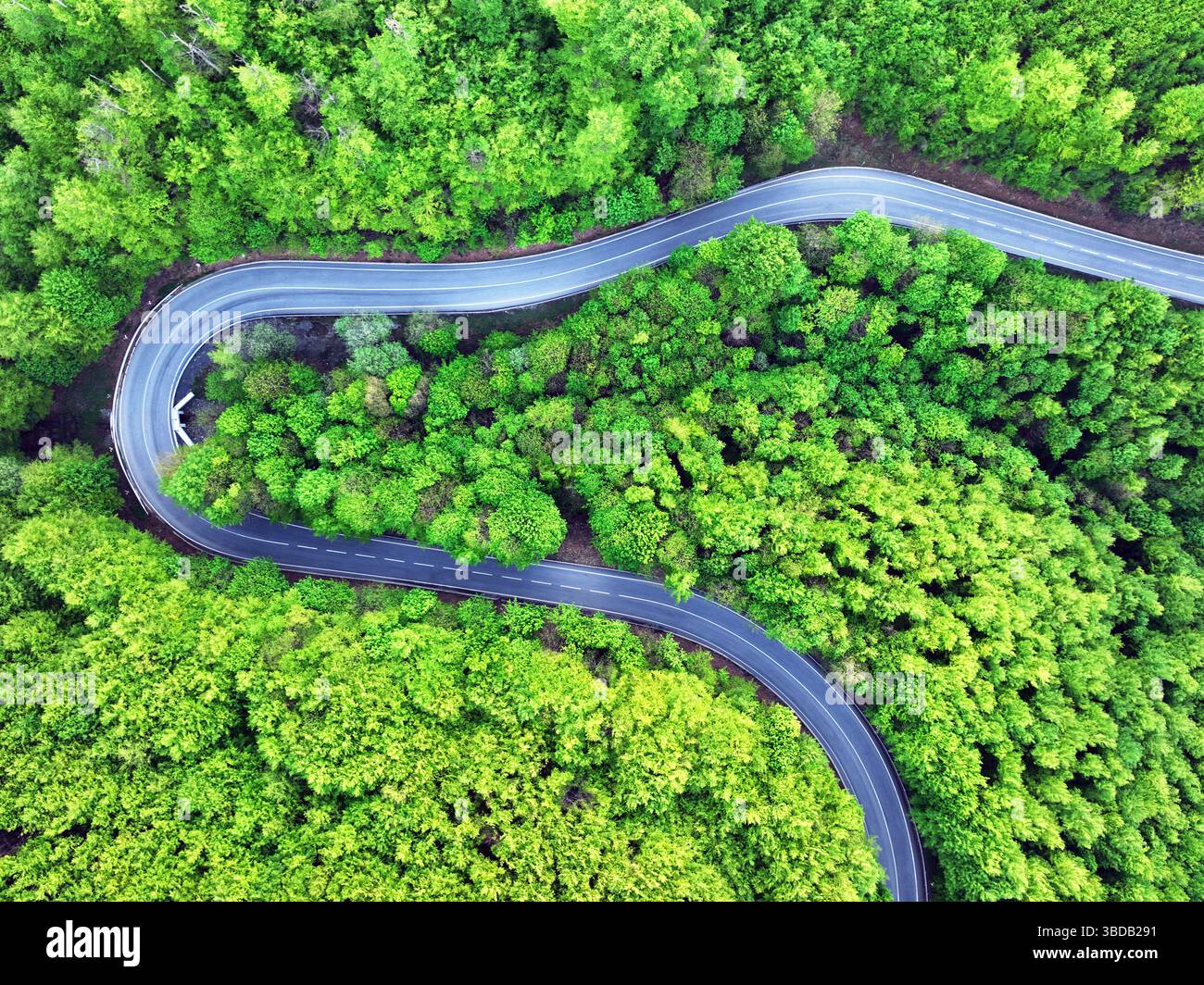 Foresta verde con strada curva al tramonto Foto Stock