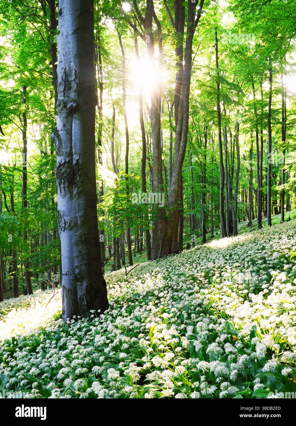 Aglio selvaggio in fiore con sole nel verde del paesaggio della foresta Foto Stock
