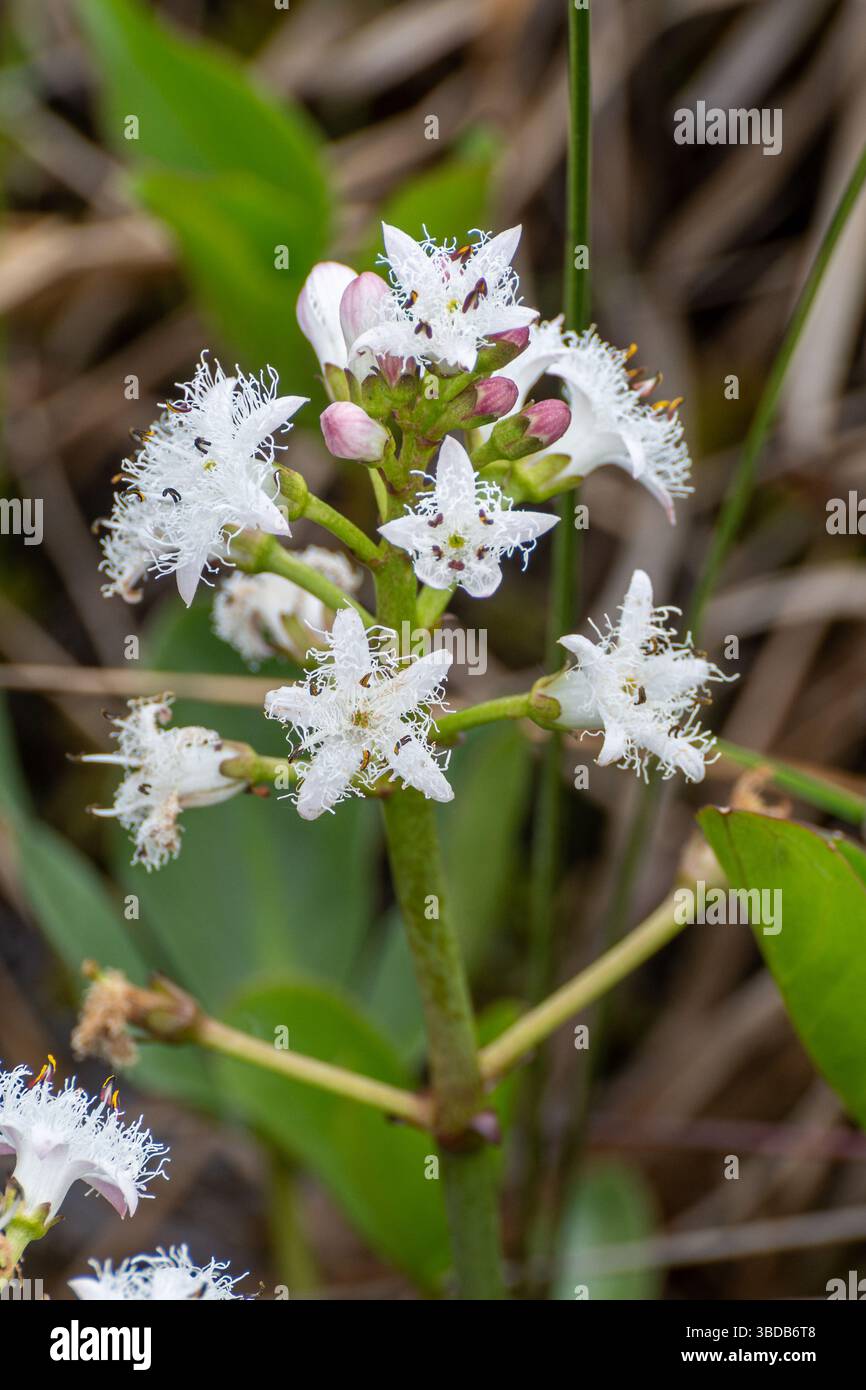Fiori bianchi di bogano (Menyanthes trifoliata) in primavera, Surrey, Inghilterra, Regno Unito. Una pianta di paludi, stagni e habitat paludoso Foto Stock