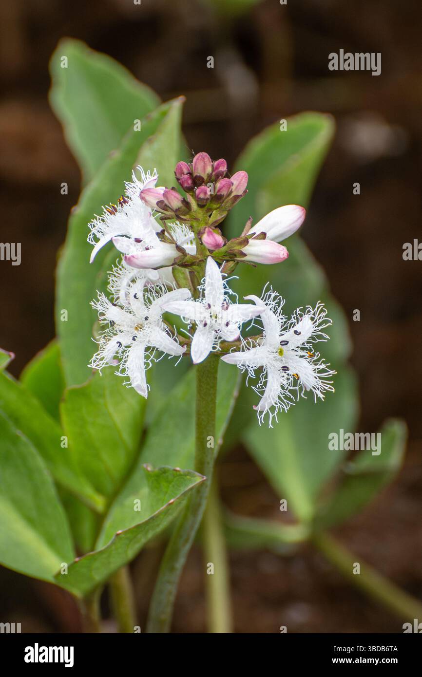 Fiori bianchi di bogano (Menyanthes trifoliata) in primavera, Surrey, Inghilterra, Regno Unito. Una pianta di paludi, stagni e habitat paludoso Foto Stock