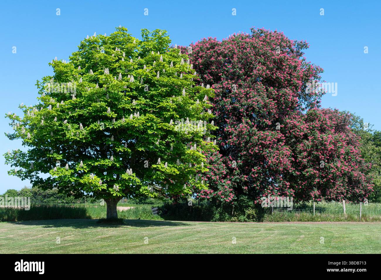 Castagno di cavallo (Aesculus hippocastanum) con accanto un castagno di cavallo rosso (Aesculus x carnea), fiorito durante maggio, Inghilterra, Regno Unito Foto Stock