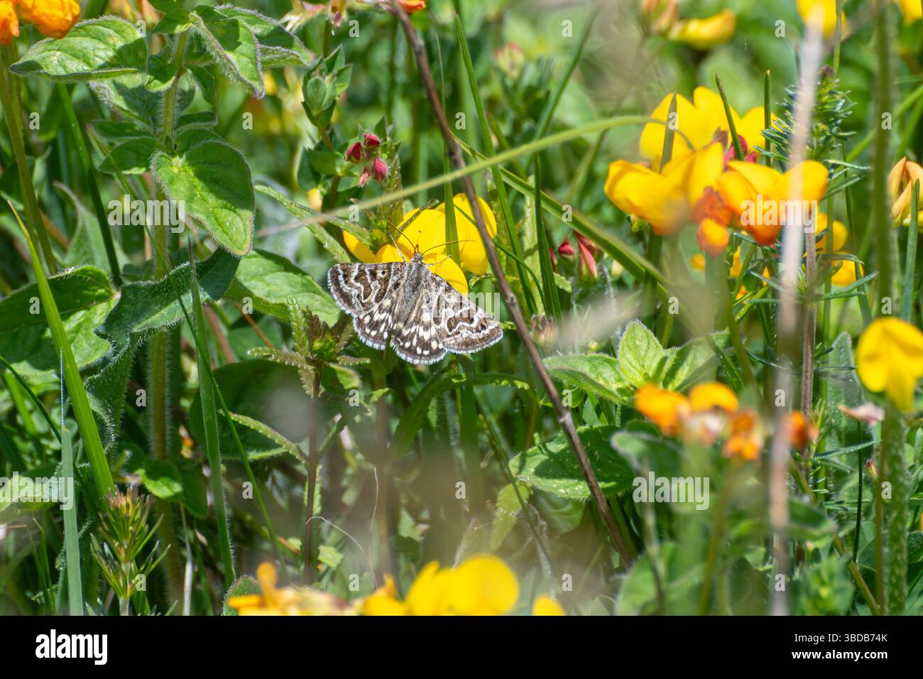 Mother shipton (Callistege mi), una specie di falena volante di un giorno su un balenottino giallo a piedi di uccello di fiori selvatici, Hampshire, Inghilterra, Regno Unito Foto Stock