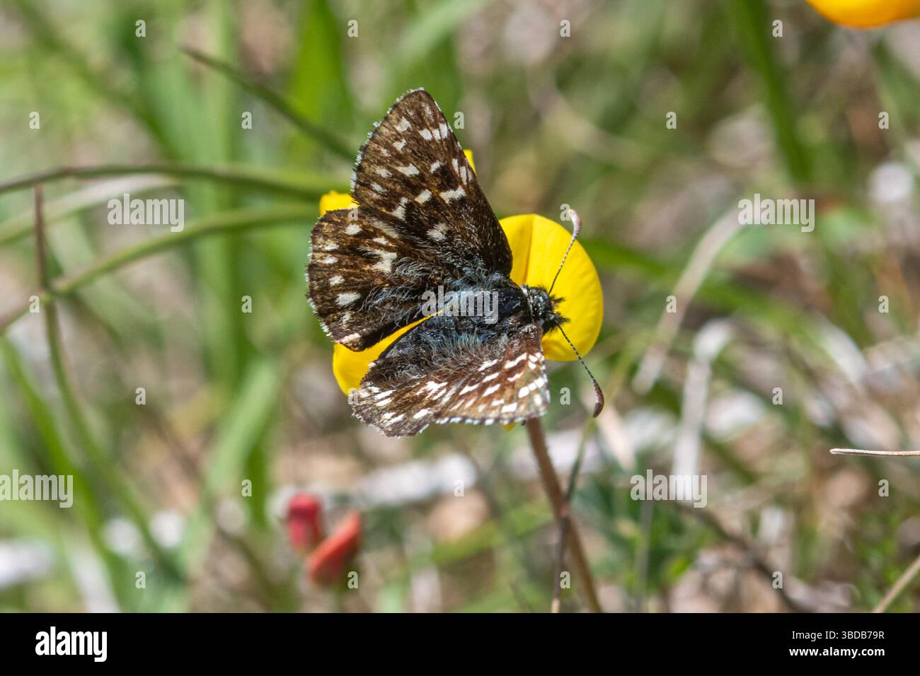 Farfalla grizzled skipper (Pyrus malvae), una piccola farfalla nera con macchie bianche, Inghilterra, Regno Unito Foto Stock