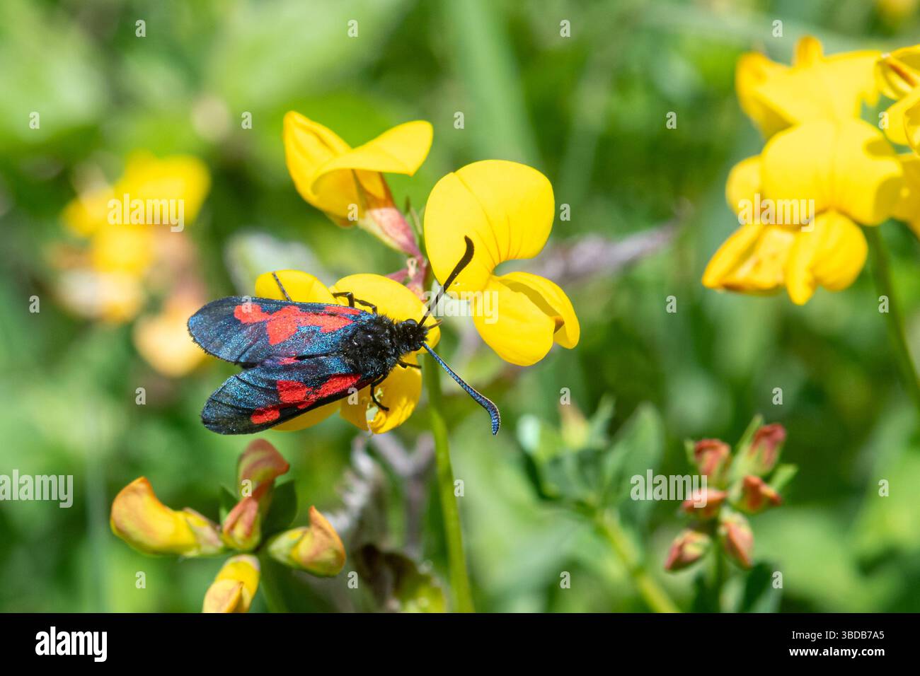 Falena di burnet a cinque punti (Zygaena trifolii) su fiori gialli di un comune albero a piedi di uccello a maggio, Hampshire, Inghilterra, Regno Unito Foto Stock