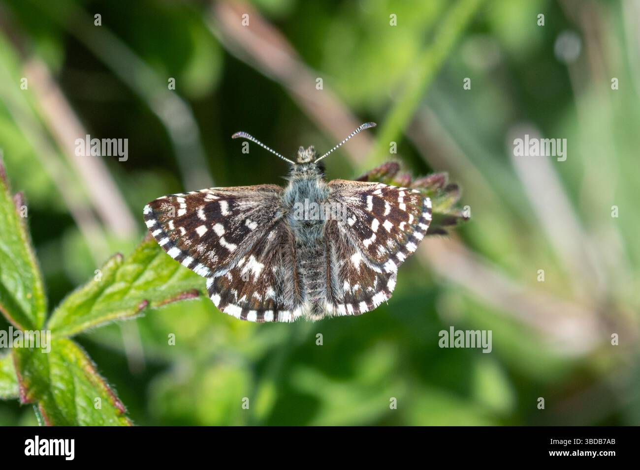 Farfalla grizzled skipper (Pyrus malvae), una piccola farfalla nera con macchie bianche, Inghilterra, Regno Unito Foto Stock