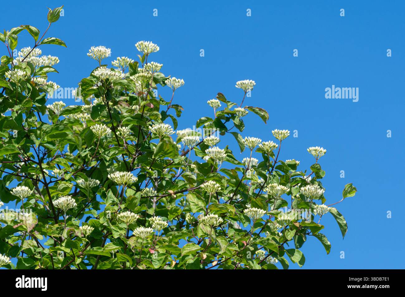 Albero di Dogwood (Cornus sanguinea) o arbusto con fiori bianchi contro un cielo blu durante maggio, Inghilterra, Regno Unito Foto Stock