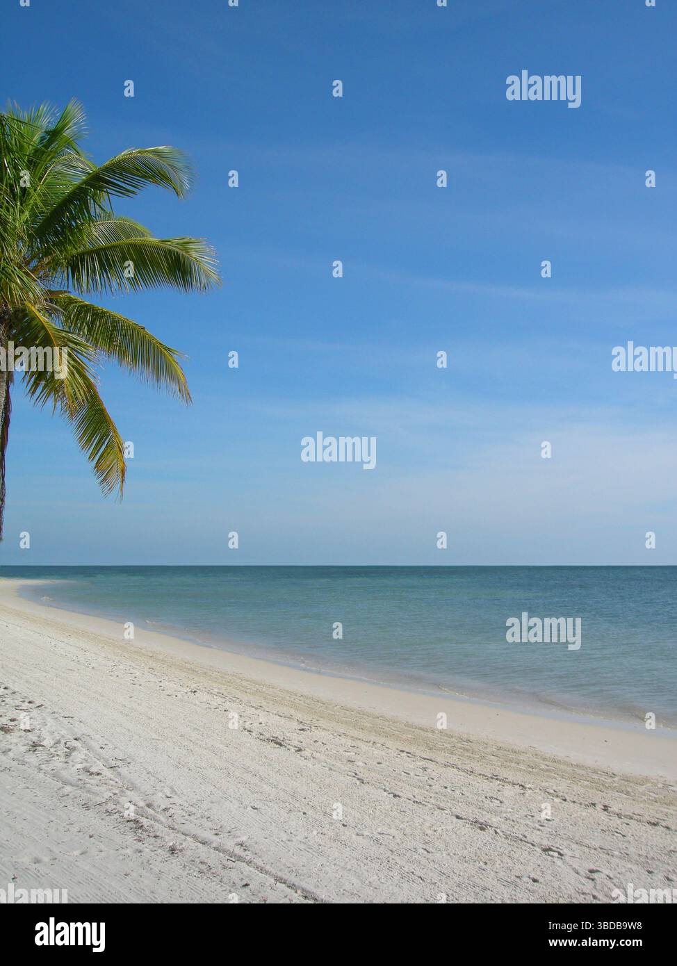 Palma parziale sulla spiaggia, Key West Florida USA Foto Stock
