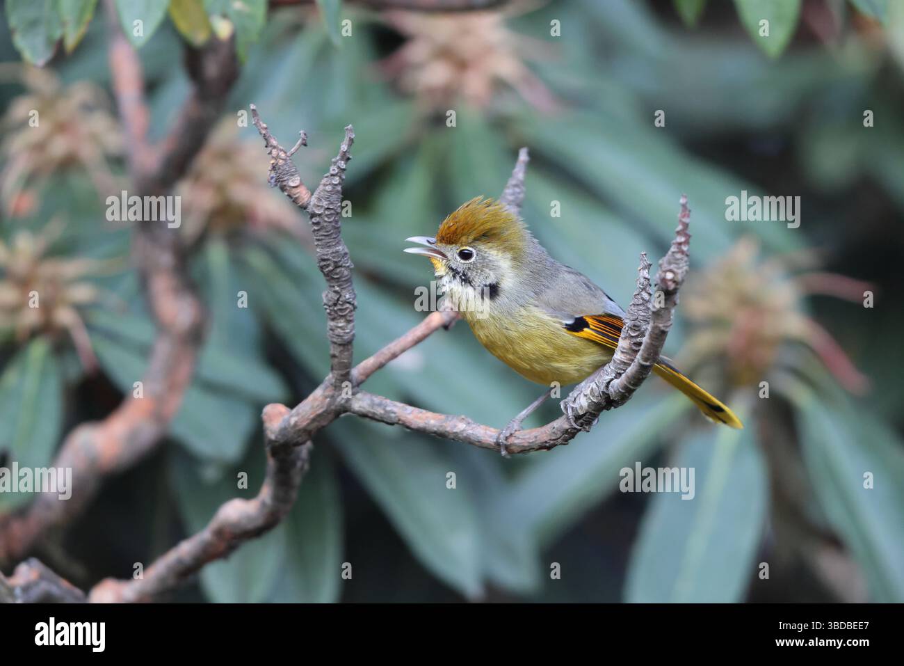 La minla a gola sbarra o minla a coda di castagno (Actinodura strigula), o anche siva a gola sbarra, è una specie di uccello nel laughingthrush e nel babbl Foto Stock