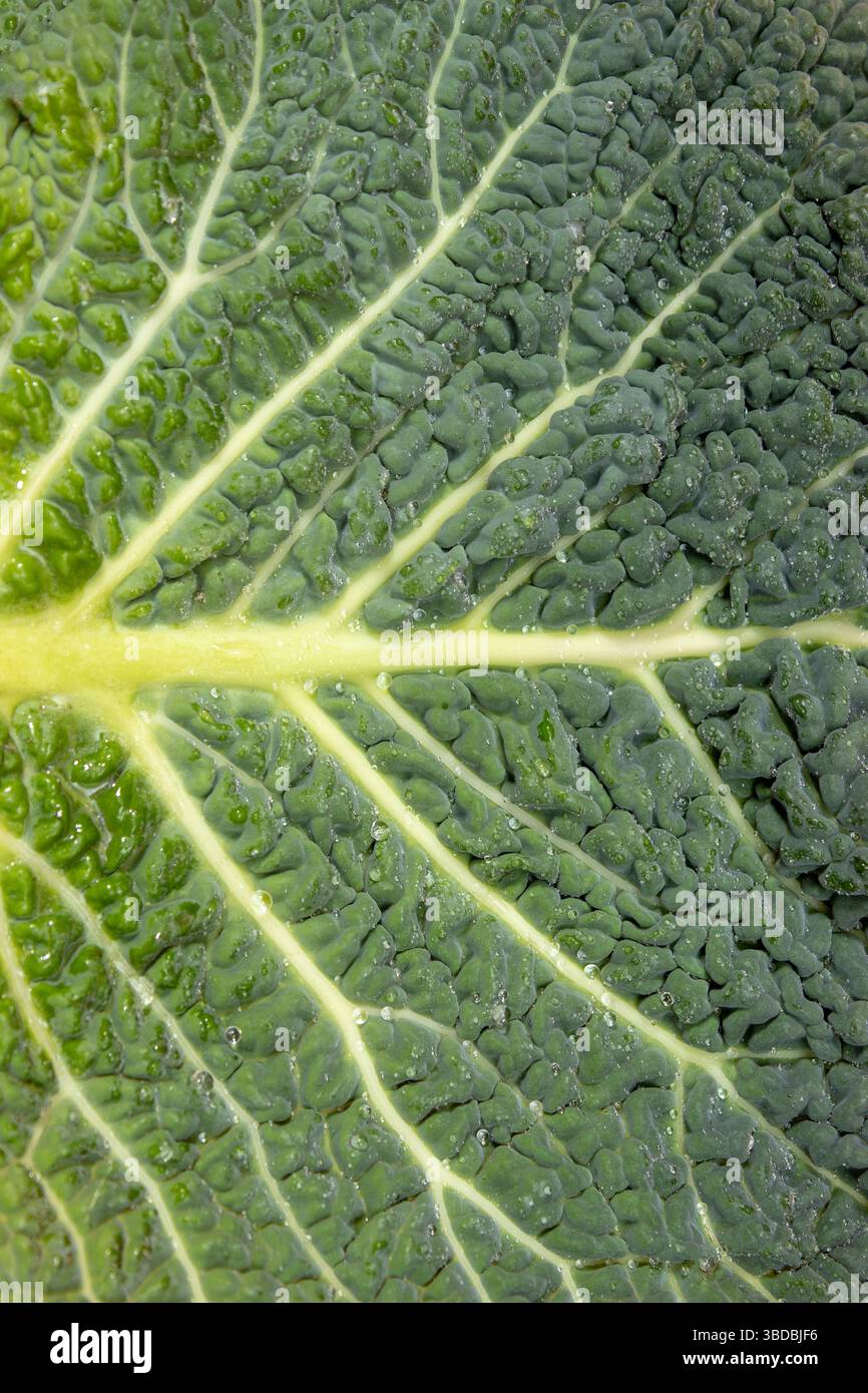 Superfood savoy, borecole, foglia di cavolo. Vista superiore trama. Foto Stock
