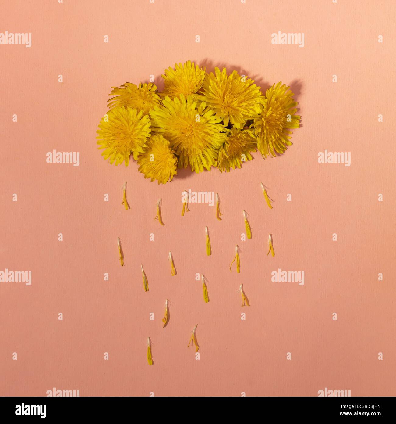 Nuvola d'arancio e pioggia con fiori a margherita e petali. Natura minima o concetto di giorno della donna. Sfondo creativo. Foto Stock