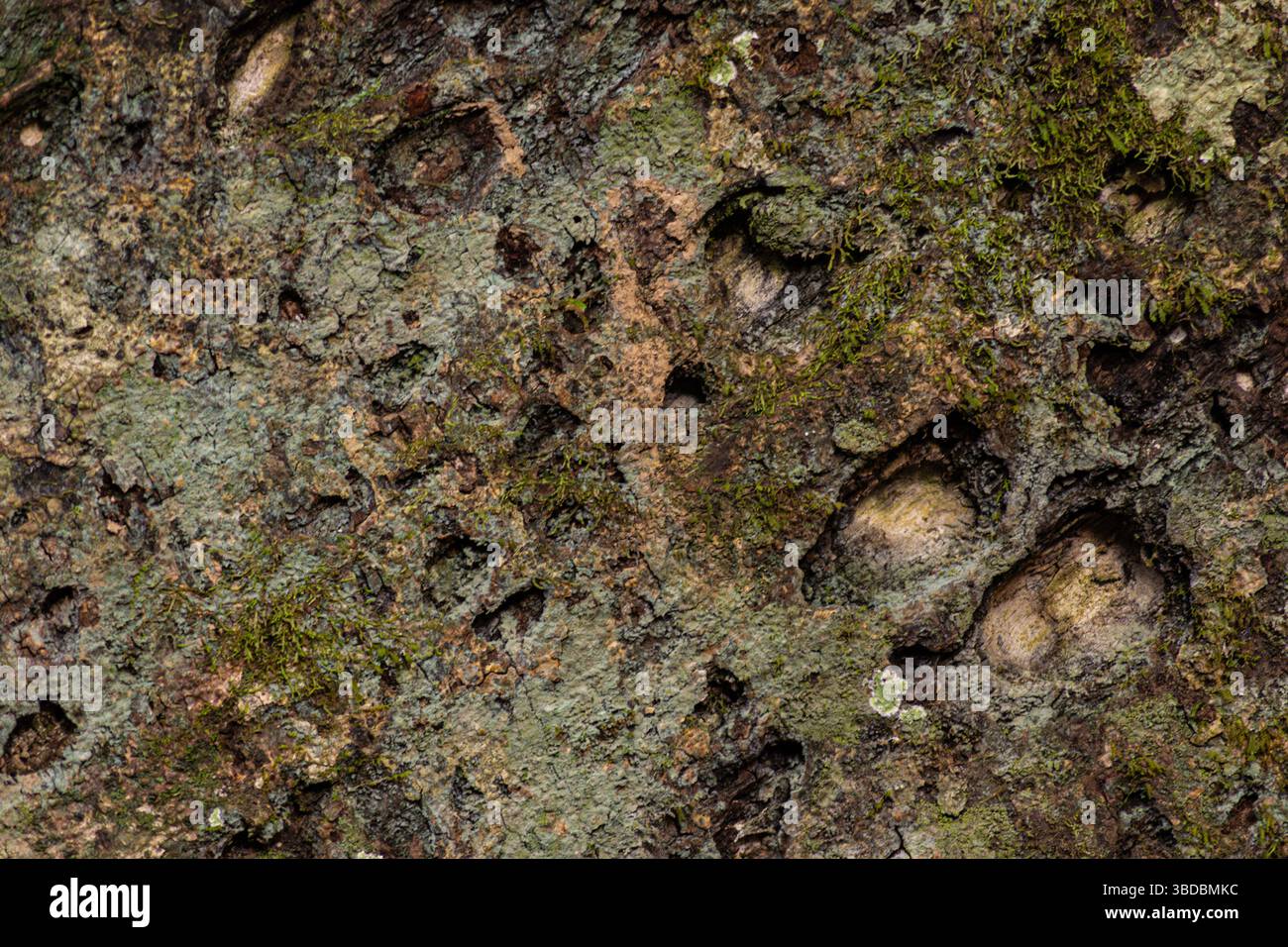 Segni sulla superficie di un antico albero nella foresta amazzonica peruviana Foto Stock