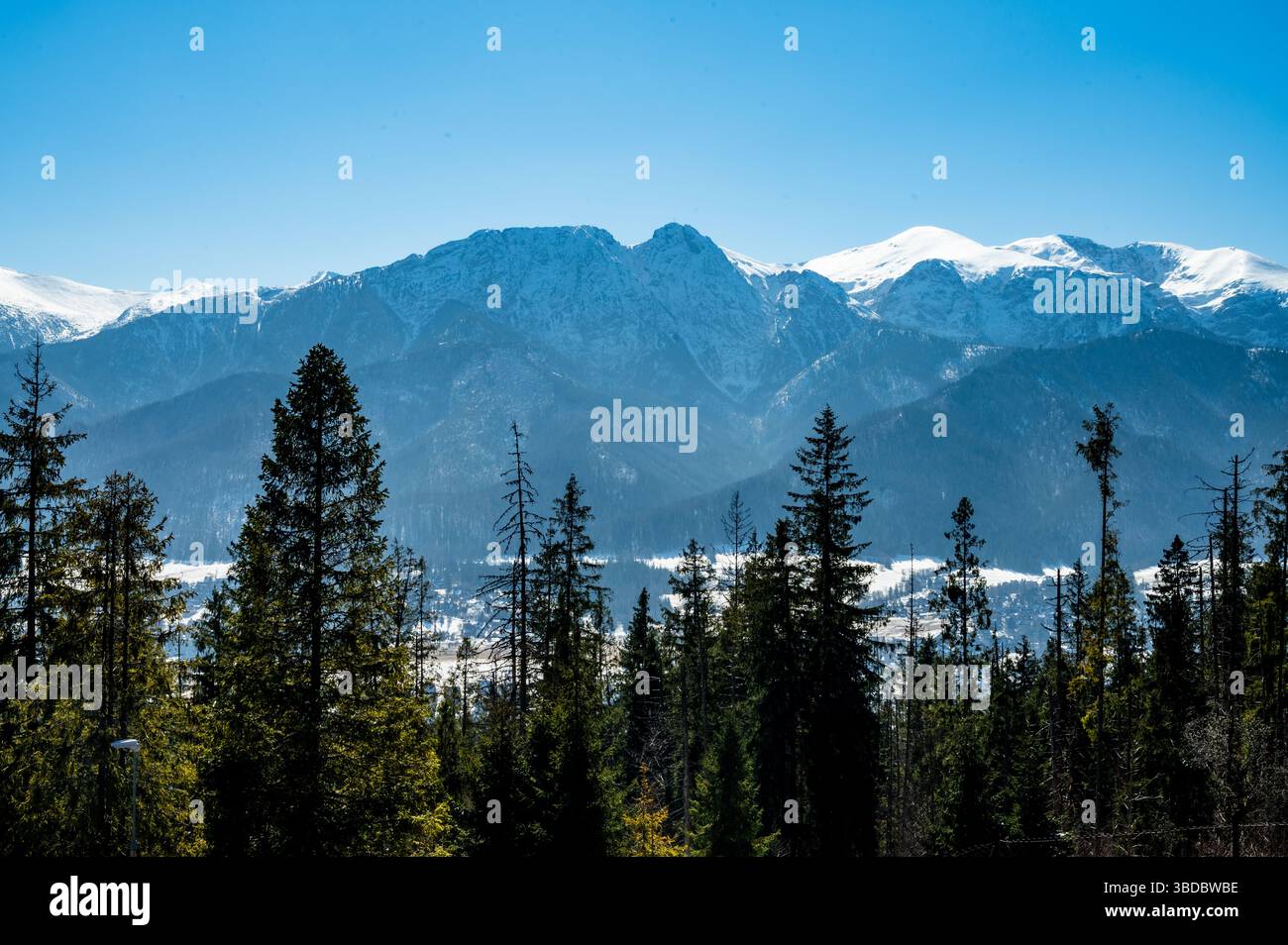 Vista panoramica dei monti Tatra innevati dietro alti pini a Zakopane, Polonia Foto Stock