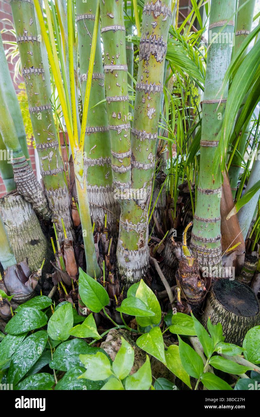 Piante di bambù fresche nella serra del Phipps Conservatory and Botanical Gardens di Pittsburgh, Pennsylvania Foto Stock