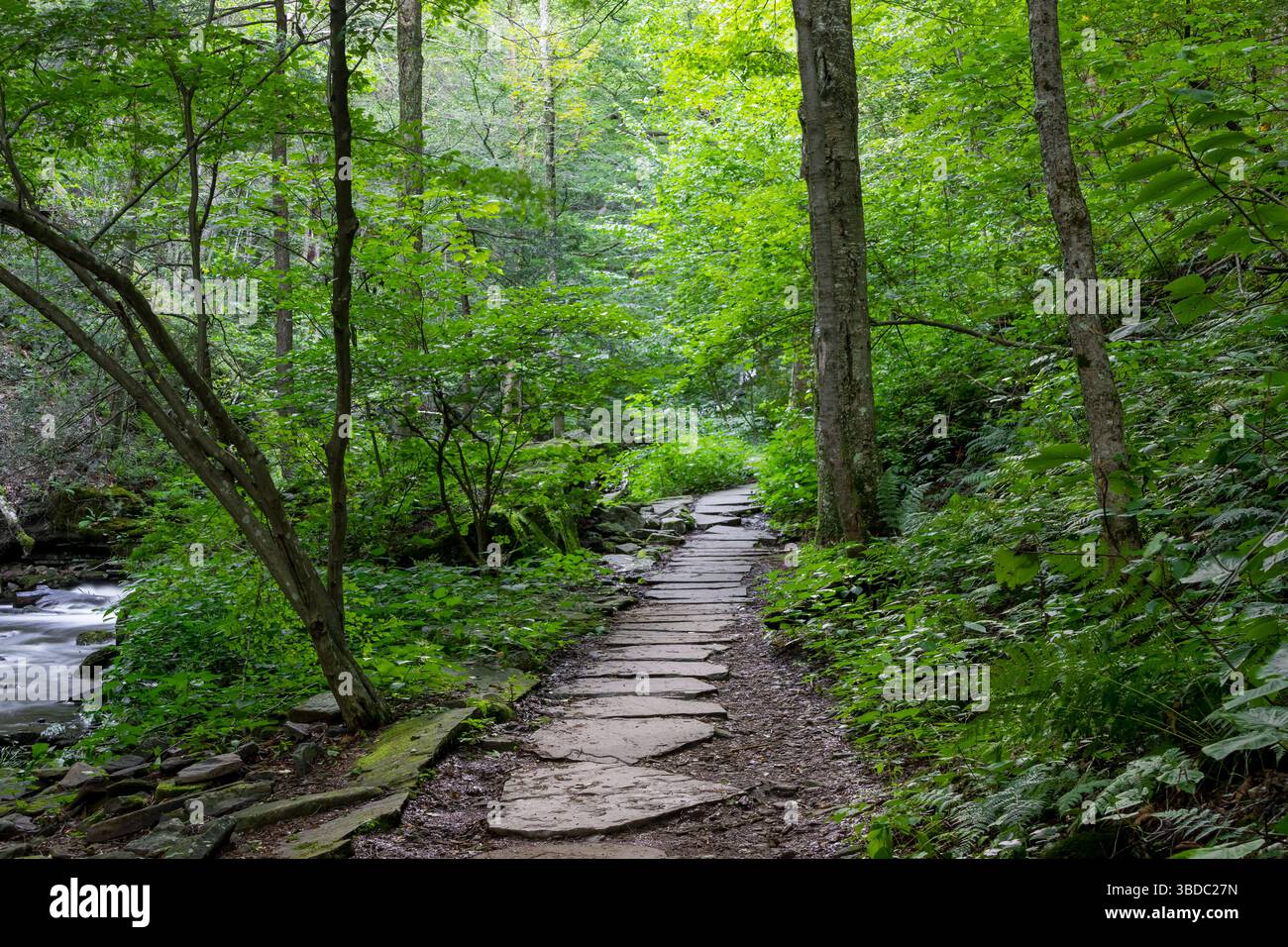 Sentiero panoramico per passeggiate nel verde lussureggiante Ricketts Glen State Park, Pennsylvania Foto Stock