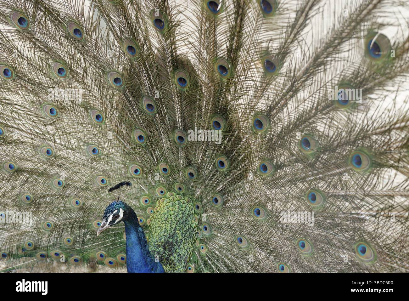 Pavone (Pavo), Mediterraneo, Mediterraneo, olio, olio commestibile, primavera, maggio, Corfù, Paleokastritsa, Grecia, Mar Ionio, Europa, Unione europea Foto Stock