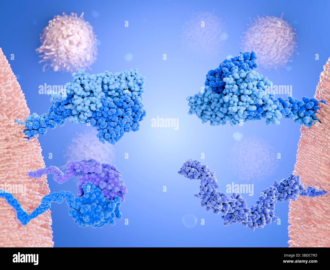 Recettori delle cellule T killer e helper, illustrazione Foto Stock