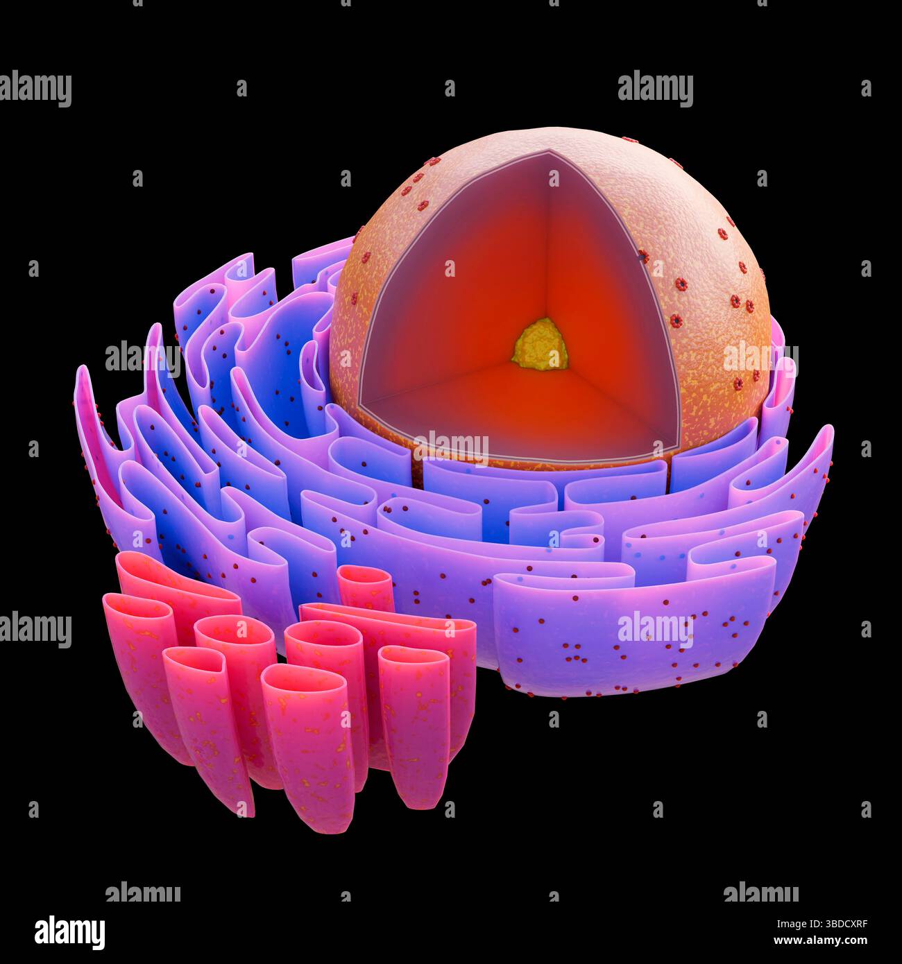 Struttura del nucleo cellulare animale, illustrazione. Il nucleo contiene le informazioni genetiche della cellula sotto forma di DNA (acido deossiribonucleico), immagazzinato nella cromatina. Al centro si trova il nucleolo, che è responsabile della produzione di componenti dei ribosomi, gli organelli che producono proteine della cellula. Il nucleo è circondato da una membrana con pori che consentono il trasporto delle molecole dentro e fuori il nucleo. Intorno al nucleo è presente un reticolo endoplasmatico ruvido (RER), il sito della sintesi proteica. Foto Stock