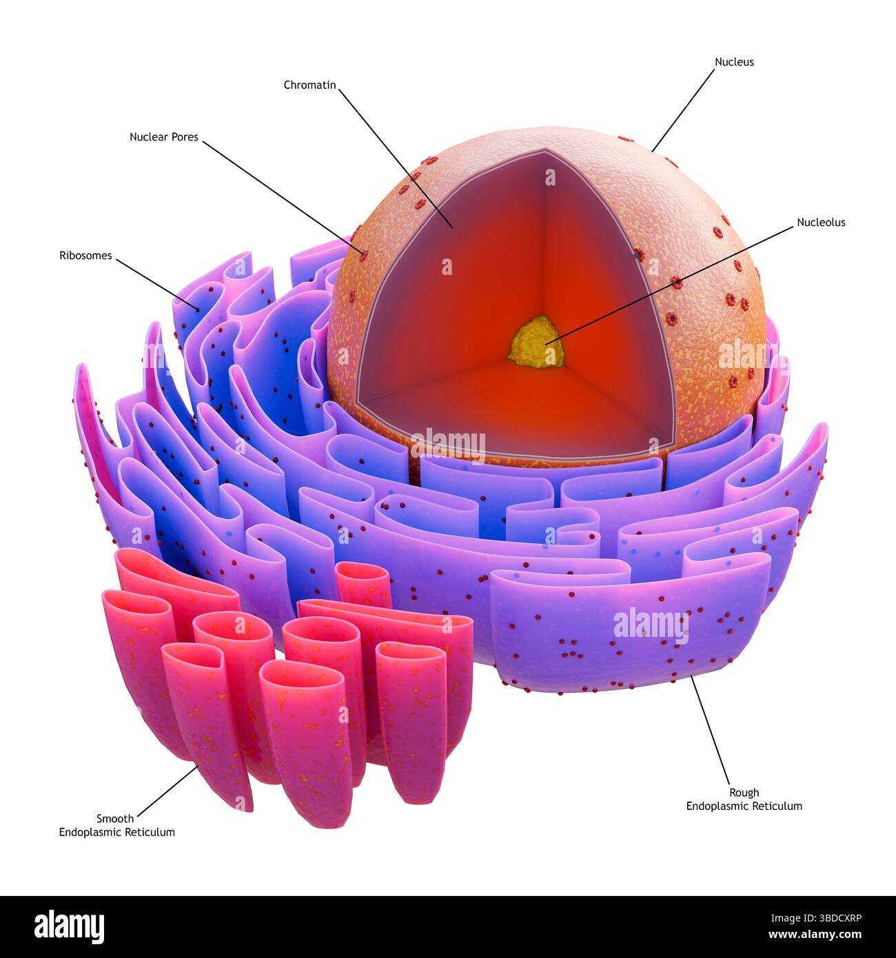 Struttura del nucleo cellulare animale, illustrazione. Il nucleo contiene le informazioni genetiche della cellula sotto forma di DNA (acido deossiribonucleico), immagazzinato nella cromatina. Al centro si trova il nucleolo, che è responsabile della produzione di componenti dei ribosomi, gli organelli che producono proteine della cellula. Il nucleo è circondato da una membrana con pori che consentono il trasporto delle molecole dentro e fuori il nucleo. Intorno al nucleo è presente un reticolo endoplasmatico ruvido (RER), il sito della sintesi proteica. Foto Stock