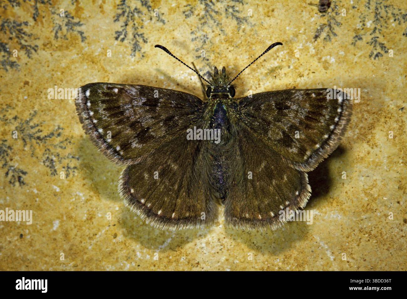 Squallido skipper (Erynnis tages) Foto Stock