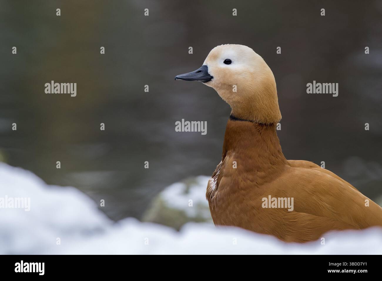 Adulto, animale, becco, bello, bellezza, uccelli, primo piano, raccolta, corrispondenza, cultura, carino, anatra, piuma, ferruginea, gallina, verde, habitat, ciao Foto Stock