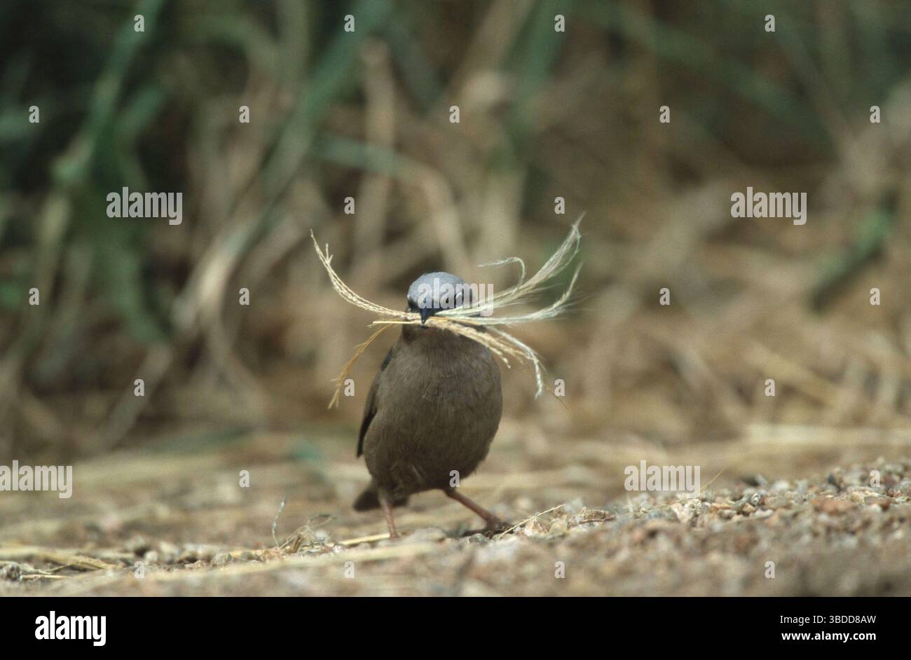 Tessitore sociale a testa grigia, Parco Nazionale del Serengeti, Tanzania (Pseudonigrita arnaudi), Marmorweber, Serengeti Nationalpark, Tansania, Marmorspaetzling Foto Stock
