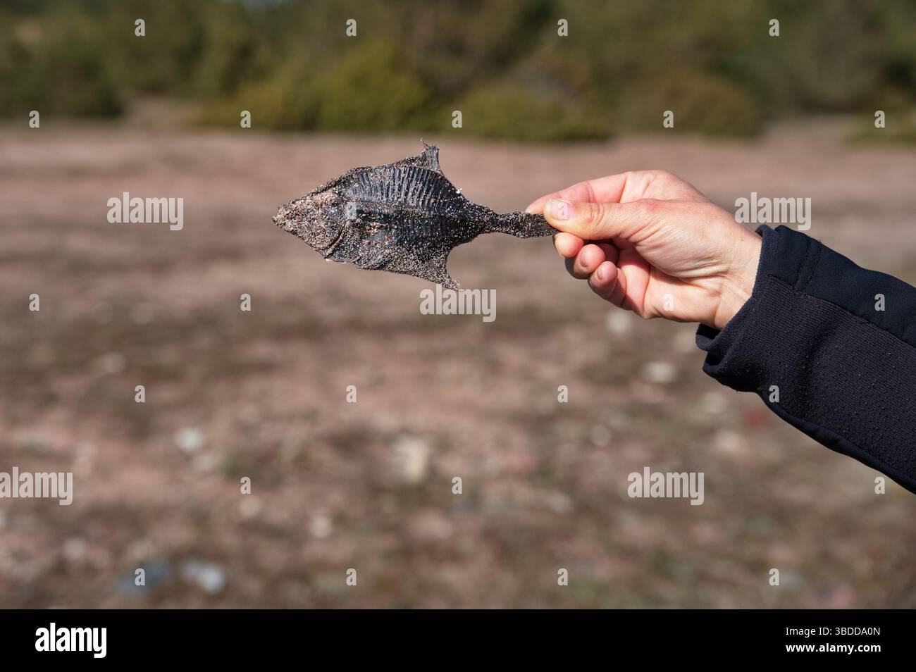 Donne che tengono a mano pesci secchi sulla spiaggia Foto Stock
