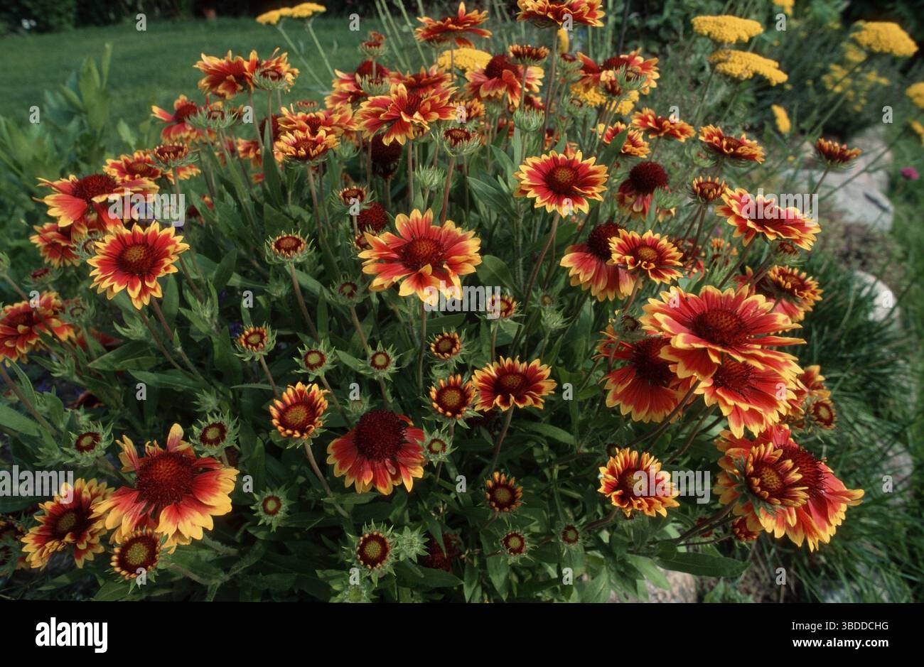 Kokardenblume (Gaillardia bicolor) (Gaillardia pulchella) Foto Stock