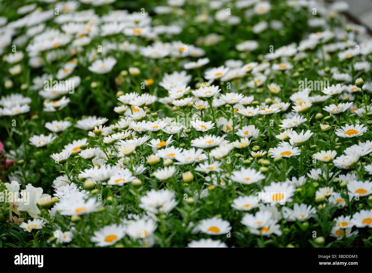 Bellissimo primo piano di margherite bianche nel Parco Sumida, Tokyo Foto Stock