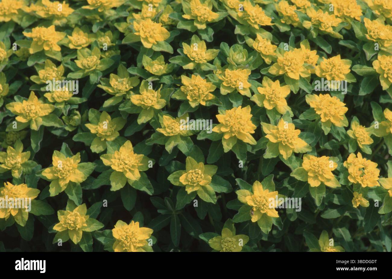Spurge (Euphorbia polychroma), spurge multicolore, giallo-verde, fiori, piante da giardino famiglia Spurge, Euphorbiaceae, fioritura, forma paesaggistica Foto Stock