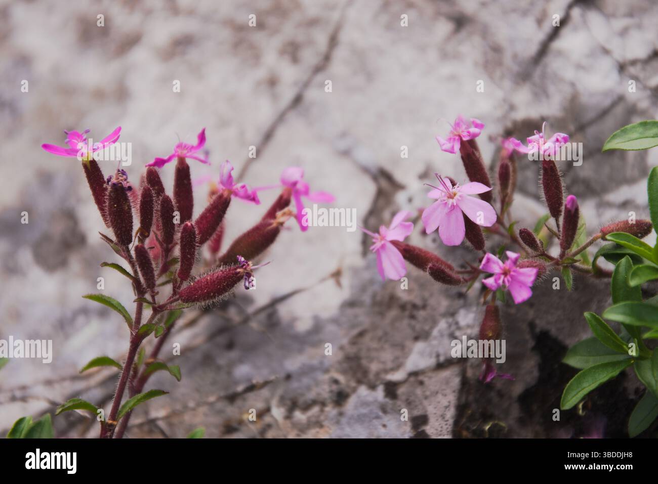 Saponaria ocymoides comunemente nota come erba sintetica o Ted tumbling Foto Stock