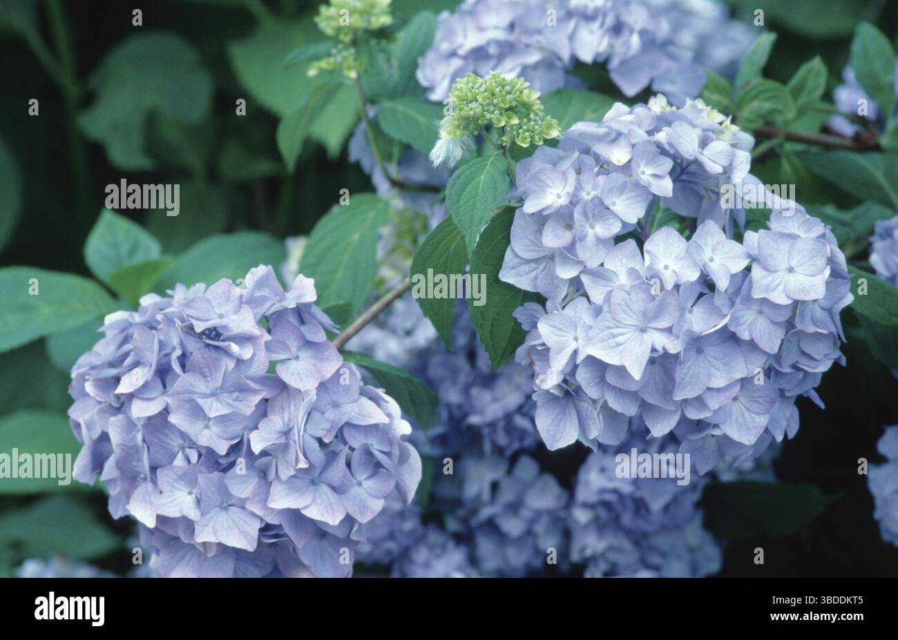Hydrangea "Blue Bigleaf Hydrangea (Hydrangea macrophylla), Hydrangea "Blue Bonnet" (piante da giardino ornamentali) (Hydrangea ornamentale) (Hydrangeaceae) Foto Stock