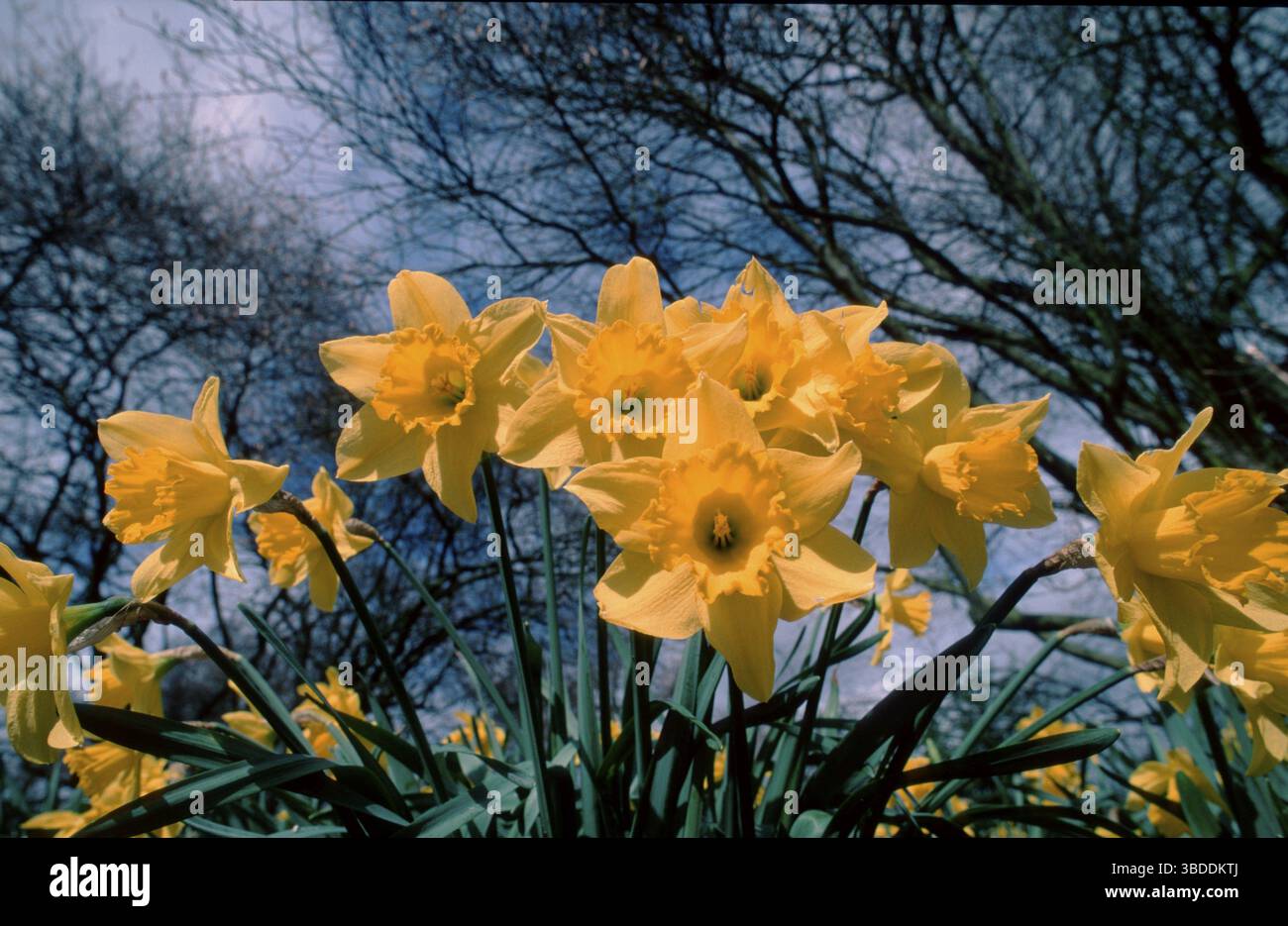 Giunchiglie (Narcissus pseudonarcissus) Foto Stock