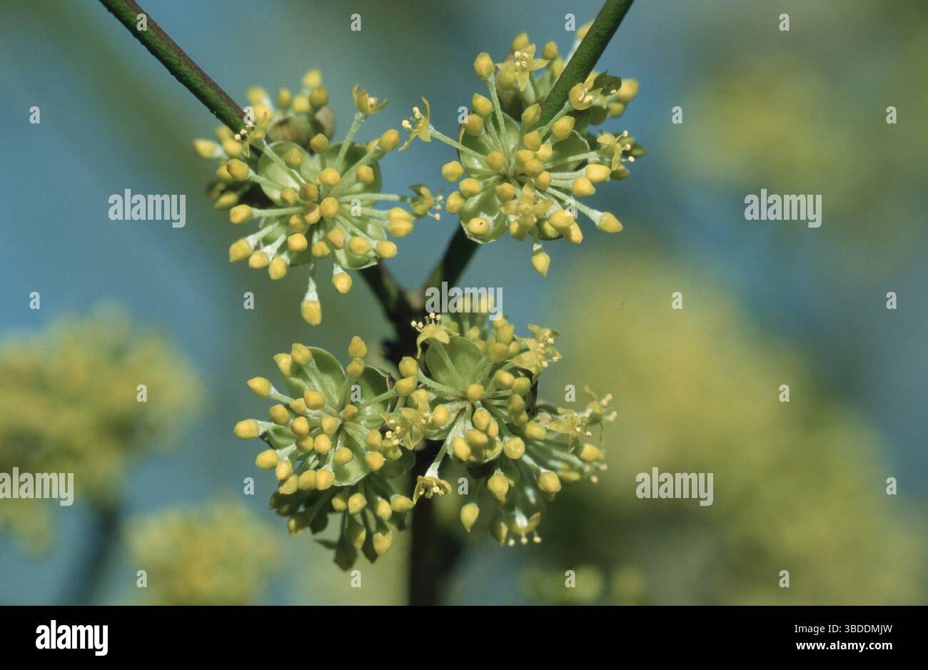 Cornelian Cherry (Cornus mas), Germania Foto Stock