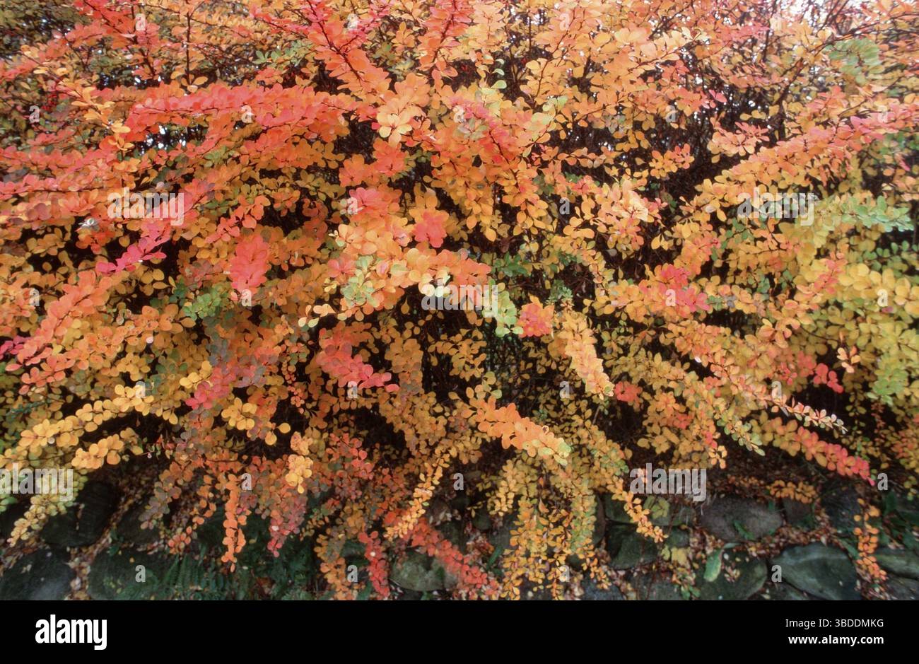 Barberry (Berberis) (arbusti) in autunno Foto Stock