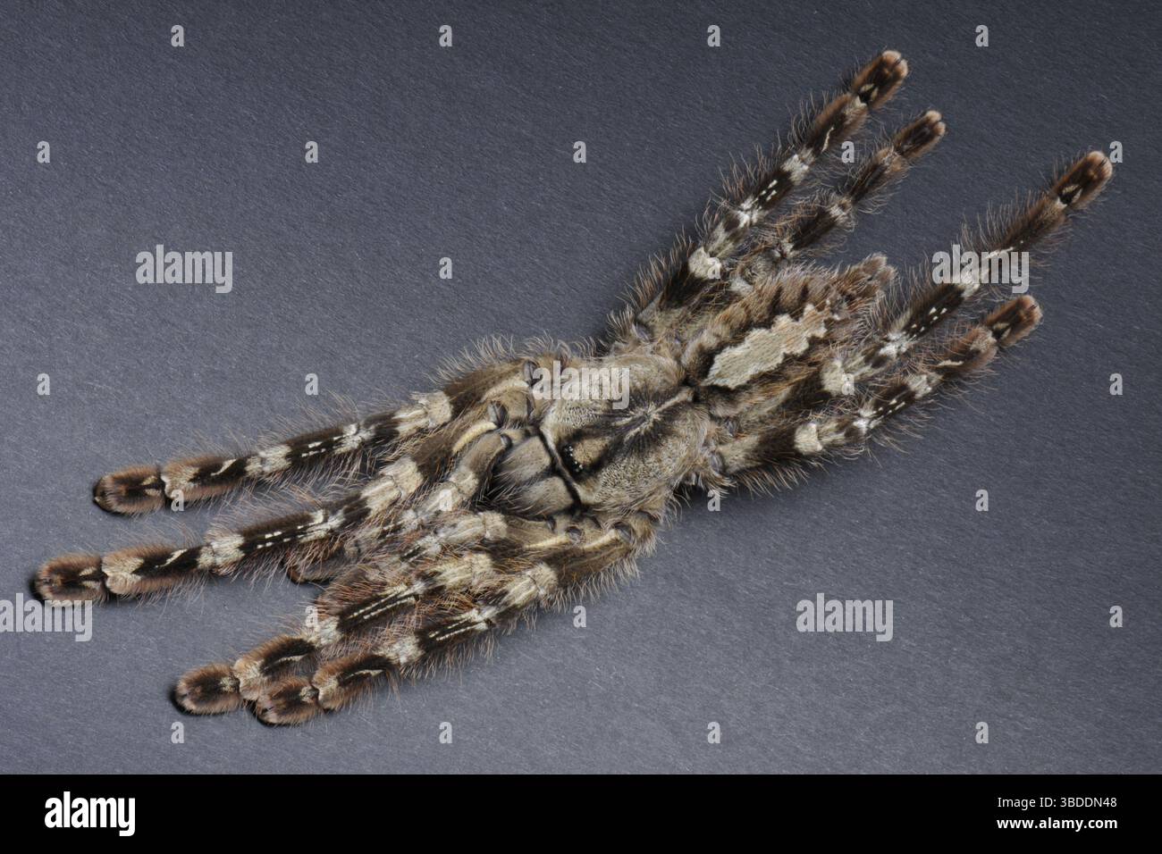 Ragno ornamentale indiano (Poecilotheria regalis) Foto Stock