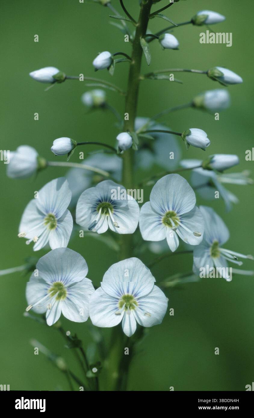 La genziana Speedwell (Veronica gentianoides) Foto Stock