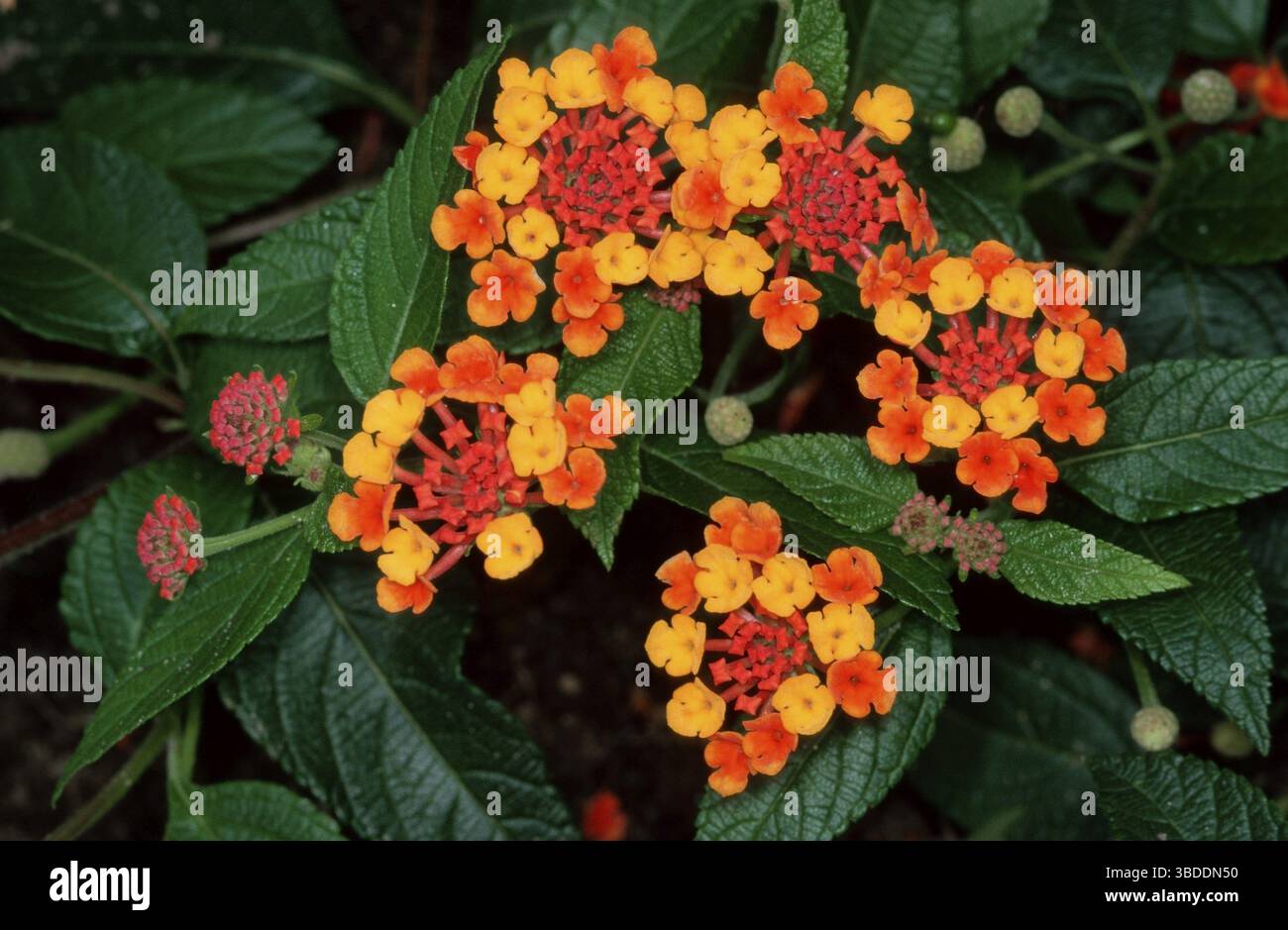Bandiera spagnola (Lantana camara) "Sun Kiss Foto Stock