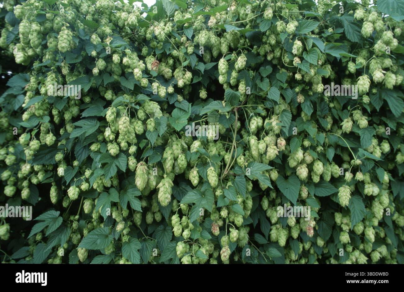 Hop (Humulus lupulus), Hop (Europa) (famiglia di canapa) (Cannabaceae) (fioritura) (paesaggio) (orizzontale) (erbe medicinali) Foto Stock