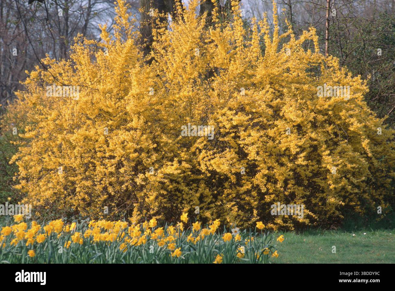 Forsythias (Forsythia) in primavera Foto Stock