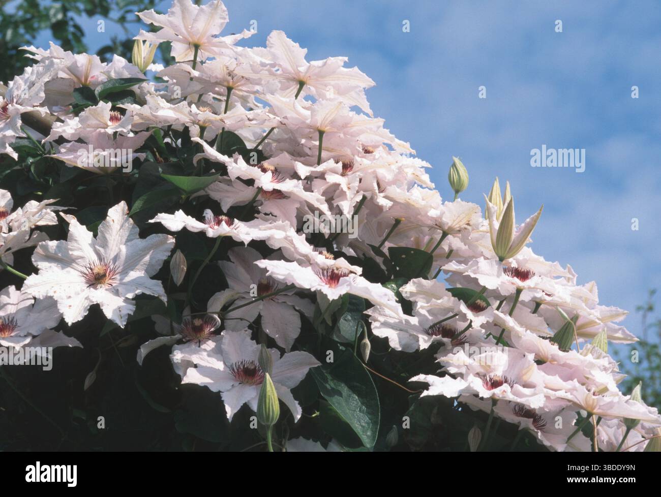 Clematis "Regina delle nevi" (Clematis ibride), Clematis Foto Stock