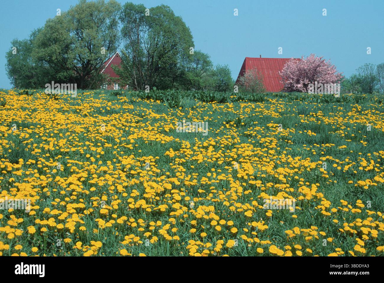 Dandelion (Taraxacum officinale) prato vicino alla fattoria, Schleswig-Holstein, Dandelion, girasole comune, Germania Foto Stock