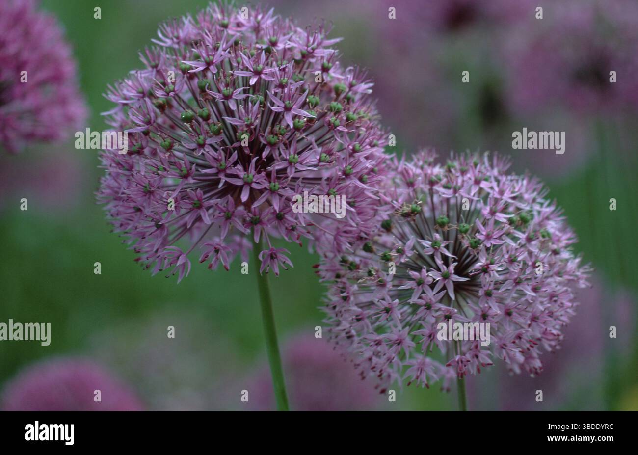 Cipolla ornamentali (Allium aflatunense) Foto Stock