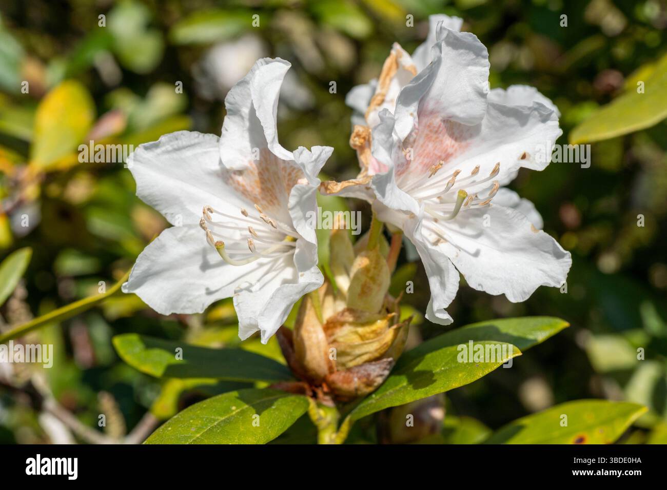 Due fiori bianchi di rododendro si aprono con grazia sotto il caldo sole, circondati da lussureggianti foglie verdi e sentori di rosa nei loro delicati petali Foto Stock