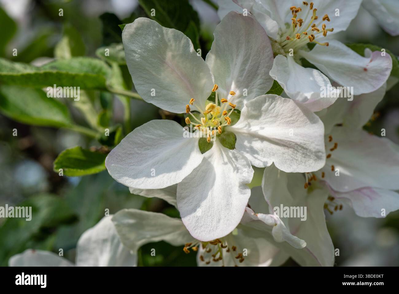 primo piano di una mela bianca in piena fioritura, con petali morbidi e stami gialli evidenziati dalla luce del sole, circondati da lussureggianti foglie verdi Foto Stock