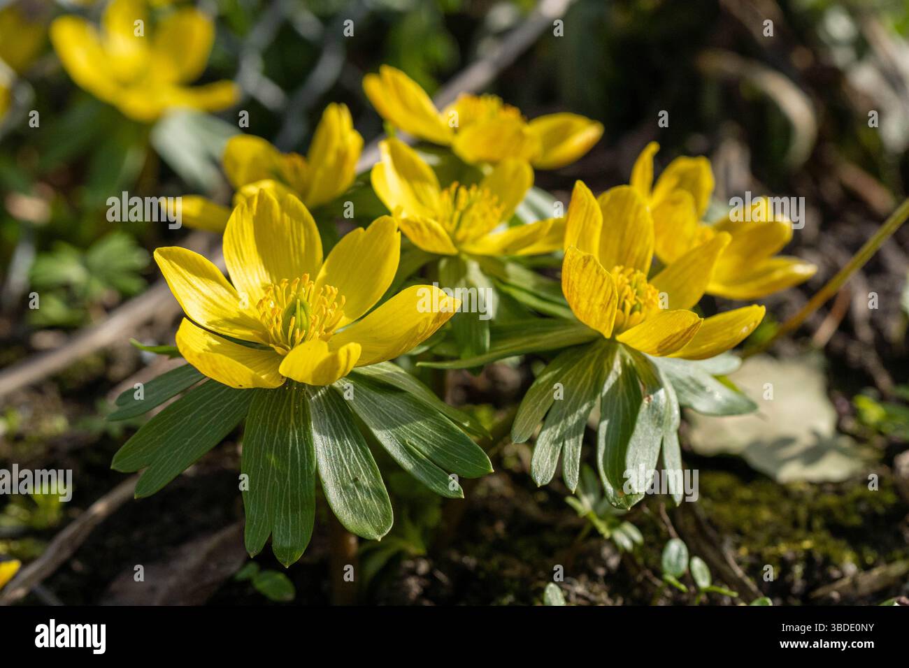 un gruppo di allegri fiori di aconite invernali gialli che fioriscono vicino al terreno, circondati da verde fogliame e terreno primaverile, catturando un senso Foto Stock