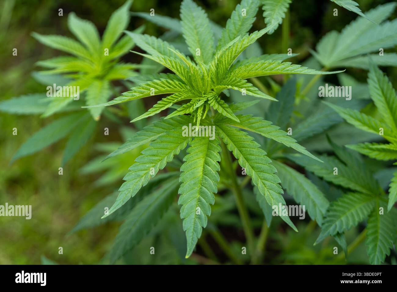 la sana pianta di cannabis cresce all'aperto, mostrando le sue iconiche foglie verdi seghettate in dettagli nitidi su uno sfondo naturale sfocato Foto Stock